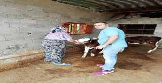 Kozanda Büyükbaş Ve Küçükbaş Hayvanlara Küpeleme