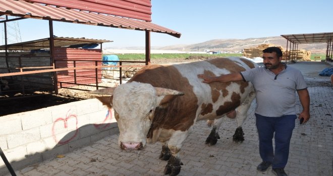 1 Ton 700 Kilo Ağırlığındaki Kurbanlık Danayı 40 Bin Tlye Satıyor
