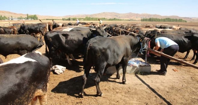 Kurban Hizmetleri Komisyon Kararları Açıklandı