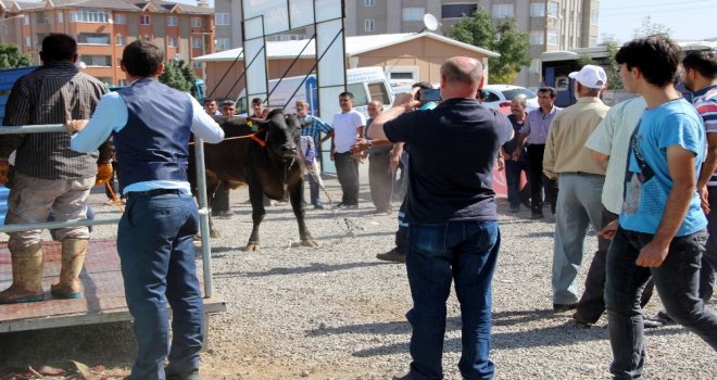Erzurumda ‘Angus Cinsi Kurbanlık Güçlükle Kesilebildi