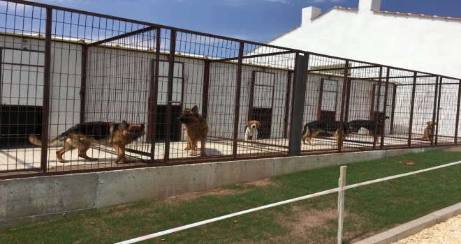 Eskişehirde Köpek Oteli Ve Çiftliği