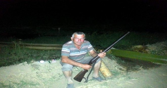 Aydında Domuzlar, Çiftçinin Uykusunu Kaçırdı