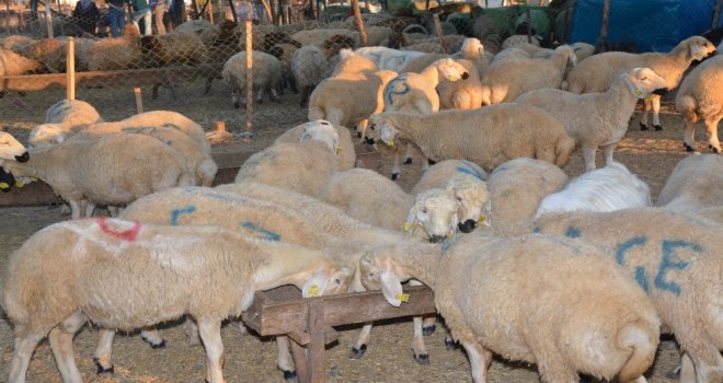 Osmaniyede Kurban Satış Fiyatları Belirlendi