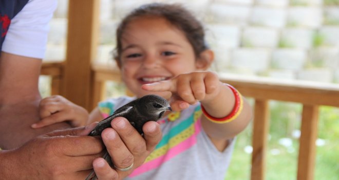 Yerde Nadir Görülen Kuşlardan Biri Olan Ebabil Kuşu Erzurumda Bulundu