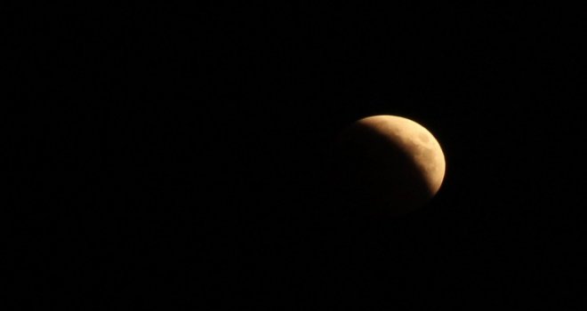 Antalyada ‘Kanlı Ayı Gören Tatilciler, Cep Telefonlarına Sarıldı
