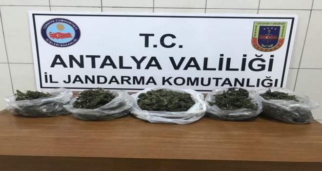Alanyada 2 Kilo Esrar Ele Geçirildi