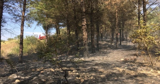 Osmaniyedeki Orman Yangını Büyümeden Söndürüldü
