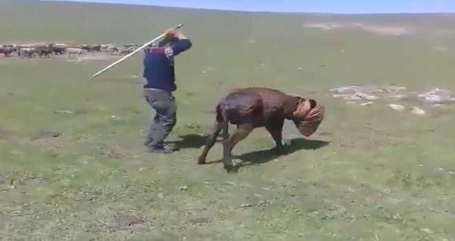 Eşeğe İşkence Yaptılar, Sosyal Medyada Paylaştılar