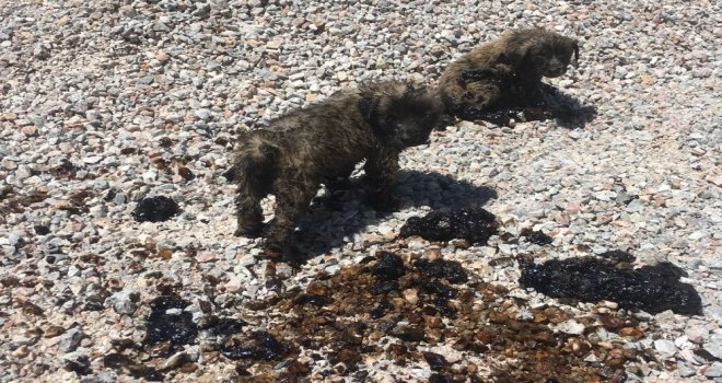 Zifte Saplanan Köpek Yavruları Ölmek Üzereyken Kurtarıldı