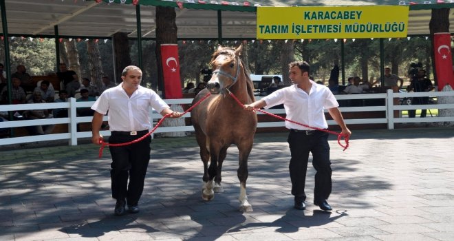 Daire Fiyatına Tay