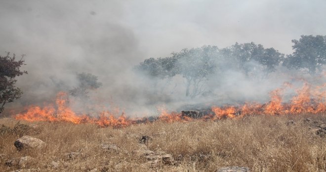 Midyatta Ormanlık Alanda Çıkan Yangın Sürüyor
