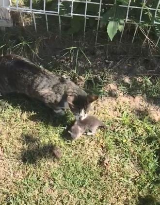 Yavru Kedi Ve Annesini İtfaiye Ekipleri Kavuşturdu