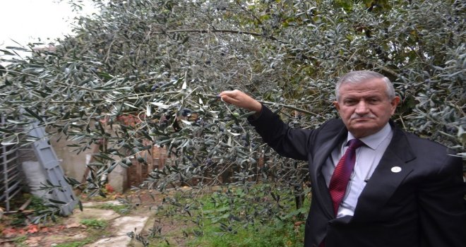 İnegölde Artık Zeytin De Yetişiyor