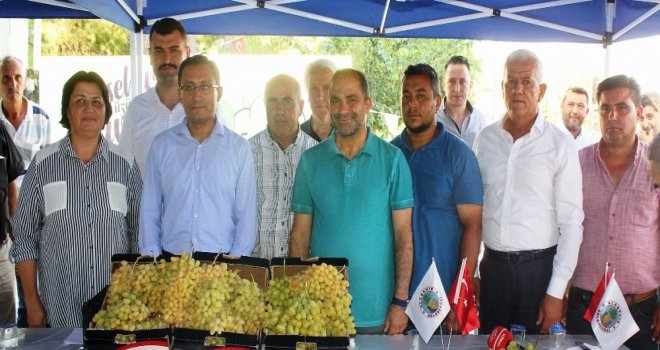 Alaşehirde Üzüm Yarışması