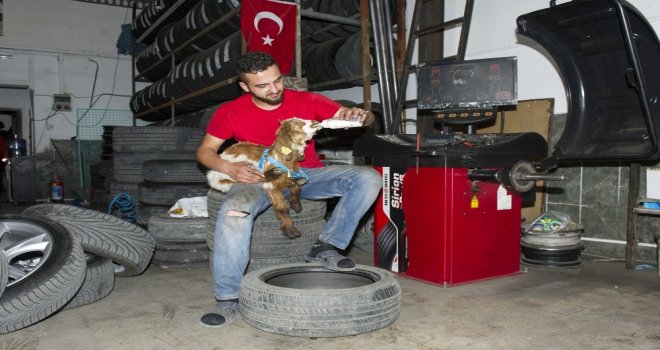 (Özel Haber) Biberonla Beslenen Oğlak Oto Sanayinin Maskotu Oldu