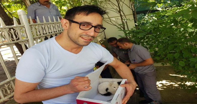 (Özel) Gittikleri Hastanede Kedi Sahiplendiler