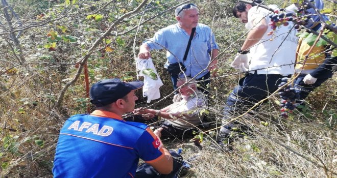 Kuşburnu Toplamaya Çıkan Yaşlı Adam Çalıların Arasında Bulundu