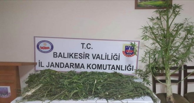 Sındırgıda 11 Kilo Esrar Ele Geçirildi