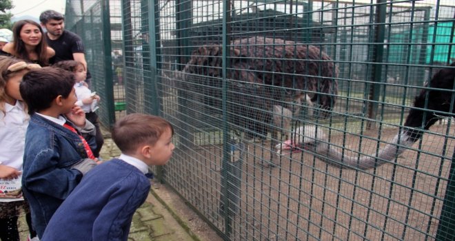 Hayvanları Koruma Gününde, Anaokulu Öğrencilerinden Dikkat Çeken Etkinlik