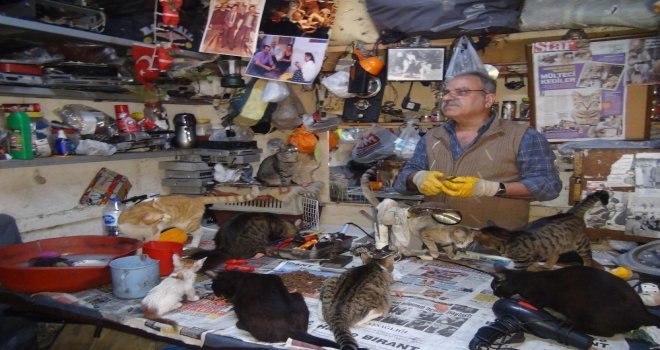 Sokak Hayvanlarına Kucak Açan Hayvansever Yetkililerden Yardım Bekliyor