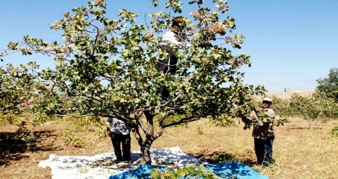 Çermikli Üreticiye ‘Fıstık Gibi Gelir