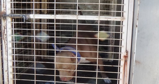 İnegölde Pitbull Paniği