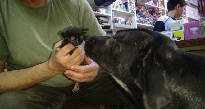 (Özel) Köpek Yavru Kediye Annelik Yapıyor