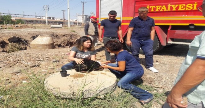 Ölmek Üzere Olan Köpek Vatandaşların Duyarlılığı Sayesinde Kurtarıldı