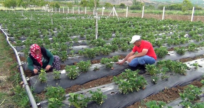 Çilek Üretimiyle Marka Haline Geldiler