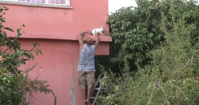 Evin Balkonunda Mahsur Kalan Kediyi Vatandaşlar Kurtardı