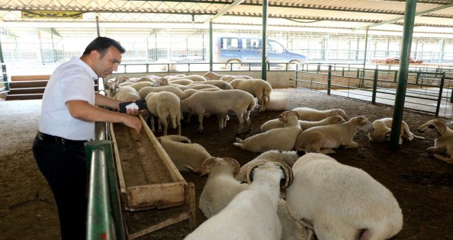 Kurban Bayramı Öncesi Büyükşehirden Sağlık Tedbiri
