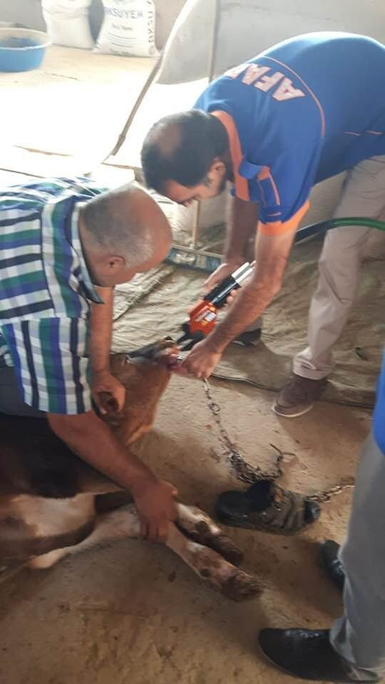 İneğin İmdadına Afad Yetişti