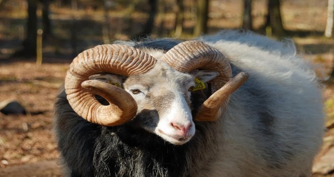 Aydında Kurban Bayramı Öncesi Gereken Tüm Tedbirler Alındı