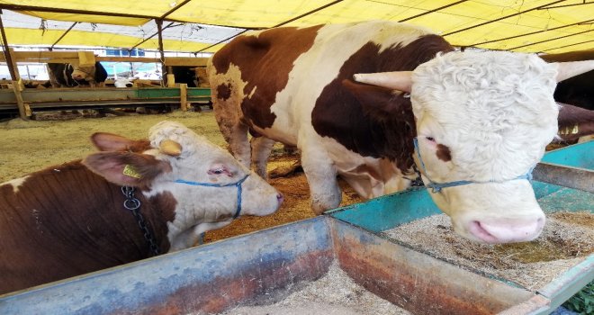Esenyurttaki Kurbanlık Satış Alanına ‘Sineksavarlı Önlem