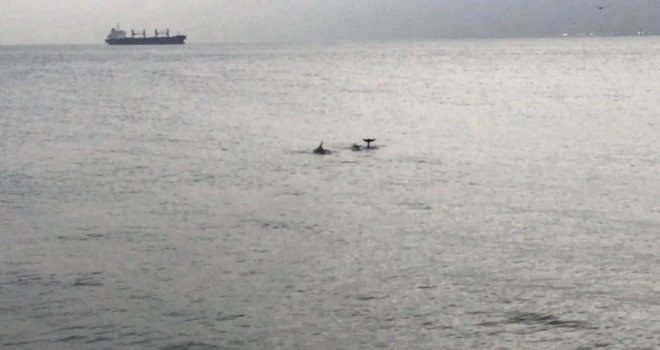 (Özel) Sevimli Yunuslar İstanbul Boğazında Görsel Şölen Sundu