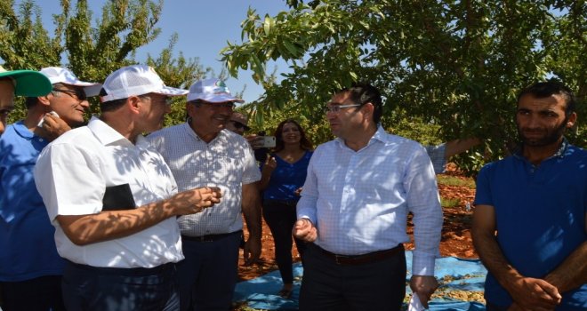 Besnide Badem Hasadı Başladı