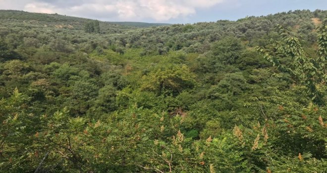 Gemlik Polisi Drone İle Tespit Ettiği Bin 100 Kök Hint Keneviri Ele Geçirdi