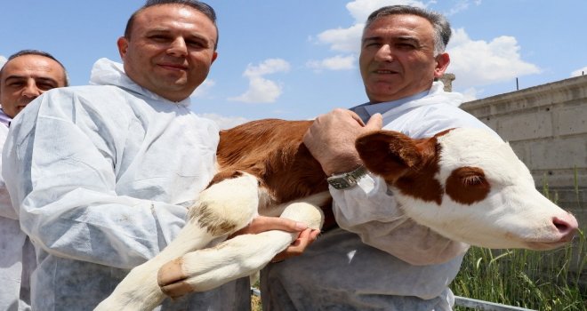 (Özel Haber) Aksarayda Buzağı Ölümleri 2 Yılda Yüzde 50 Oranında Geriledi