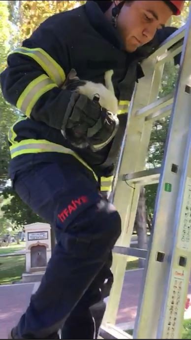 Ağaçta Mahsur Kalan Kedi İtfaiye Tarafından Kurtarıldı