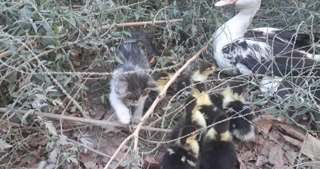 Gaziantepte Yavru Kedi Ve Ördeklerin Kıskandıran Dostluğu