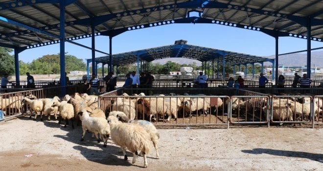 Erzincanda Genç Çiftçiler Koyunlarına Kavuştu