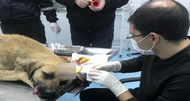 Belediye Sokak Köpeğinin Hayatını Kurtardı
