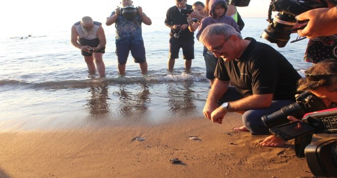Caretta Carettalar Denizle Buluştu