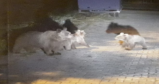 (Özel Haber) Uludağda Aç Kalan Ayı Ailesi Yerleşime İndi, Çöp Konteynerlerini Böyle Devirdi