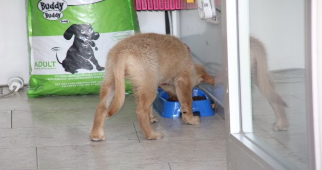 (Özel Haber) Kazancının Yüzde 10Una Kediler Ve Köpekler Ortak