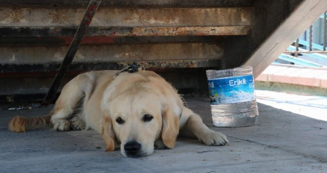 Sahibini Bekleyen Köpek Merdiven Altından Ayrılmıyor