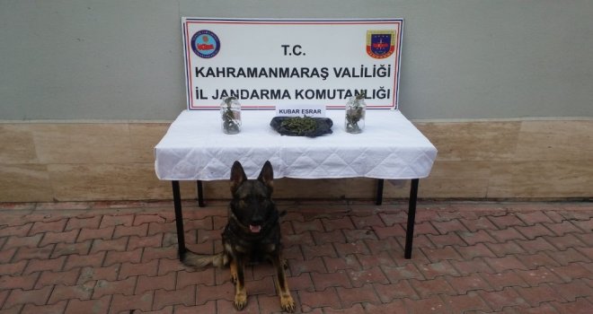 Kavanozdaki Uyuşturucuyu ‘Atos Buldu