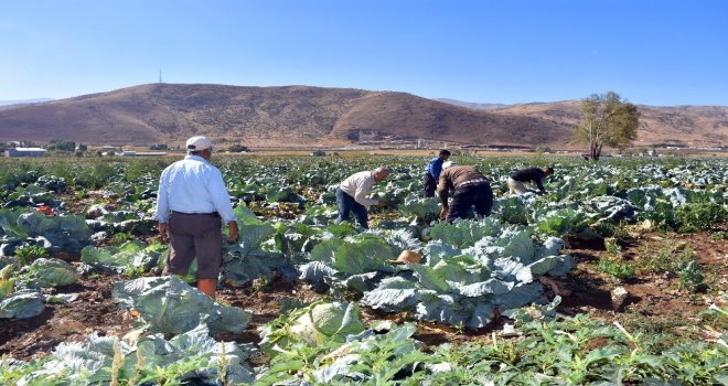 Muşta Lahana Hasadı