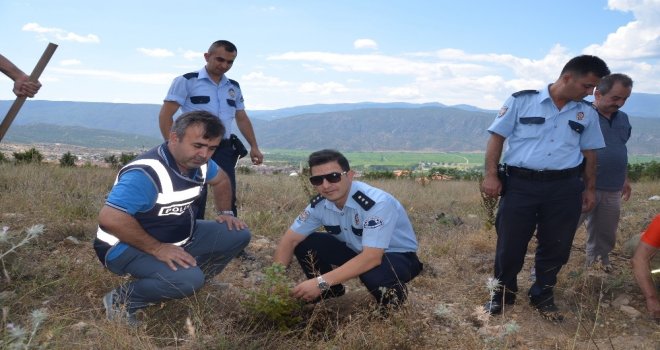 Kargıda 15 Temmuz Şehitleri İçin 250 Fidan Dikildi