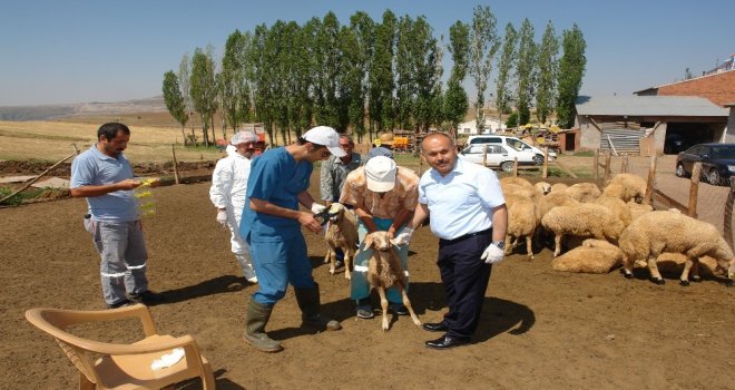 Aşılama Ve Küpeleme Çalışmaları Devam Ediyor